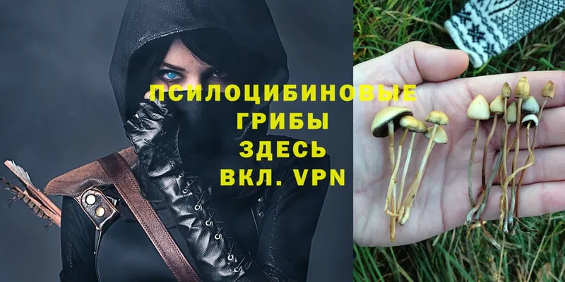 купить   Новоалександровск  Псилоцибиновые грибы Magic Shrooms 